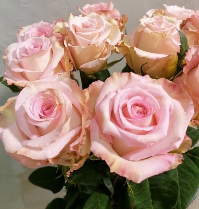 Kytice z  10 velkokvětých  růžových  růží